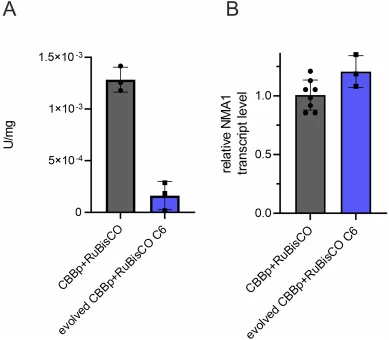 Decrease of specific Nma1 activity in cell free extracts of evolved strains. Parental strain CBB + RuBisCO and the evolved CBBp + RuBisCO C6 strain with the mutation in the NMA1 gene were cultivated under autotrophic conditions. (A) Analysis of specific Nma1 activity. (B) Relative mRNA transcript le
