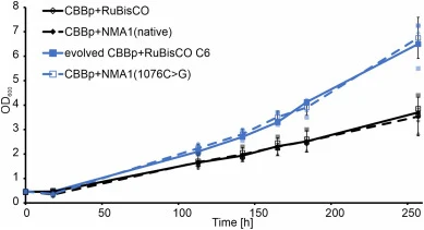 Reverse engineering of point mutations in NMA1 restores growth of the evolved isolate and leads to improved growth under autotrophic conditions. The parental strain CBB + RuBisCO, the evolved strain (evolved CBBp + RuBisCO C6) and the reverse engineered strains with re-integrated NMA1 genes (native