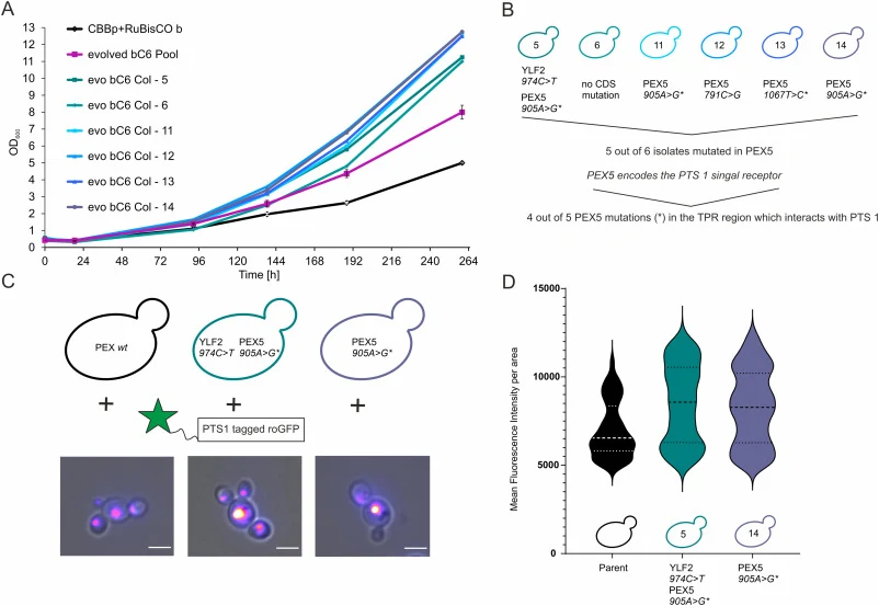 Mutations in the import receptor PEX5 lead to higher growth by increased peroxisomal import. (A) The parental strain CBB + RuBisCO, the evolved population before singularization (originating from evolved CBBp + RuBisCO C6) and single clones from the second round of evolution with improved growth wer