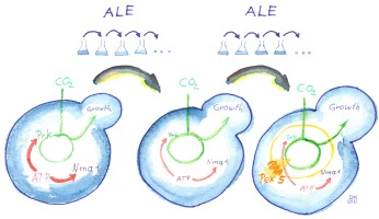 Adaptive laboratory evolution and reverse engineering enhanc
