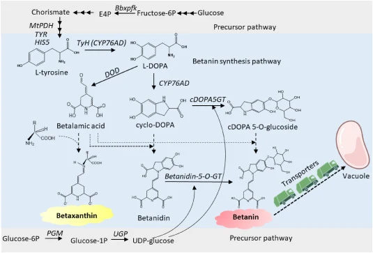 Betanin biosynthetic pathway as implemented in Y. lipolytica. Bbxpfk: phosphoketolase from Bifidobacterium breve. MtPDH1: prephenate dehydrogenase from Medicago truncatula. TYR: prephenate dehydrogenase. HIS5: histidinol-phosphate aminotransferase. PGM: phosphoglucomutase. UGP: UDP-glucose pyrophosp