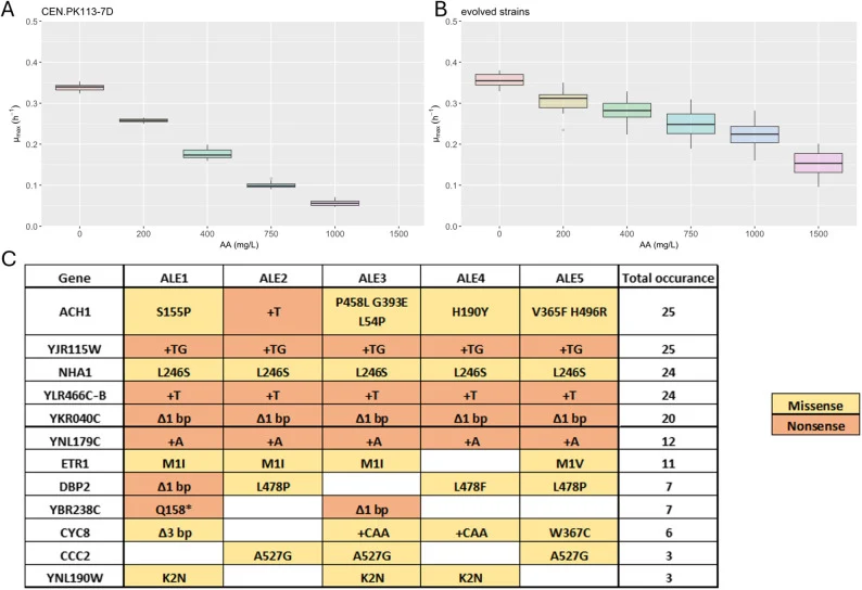 Summary of the results from the adaptive laboratory evolution experiments for tolerance to AA. Distribution of the maximum specific growth rate of the reference strain at different AA concentrations in the evolution media ( A ) and the evolved isolates ( B ). The horizontal line in the box represent