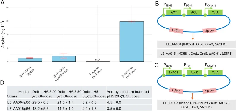 Overview of the results from the pathway screening. A Maximal obtained AA titre from the best-performing enzyme combination for each pathway. Bar plots represent the mean of n = 3 biological replicates, error bars indicate standard deviation. N.D. = Not detected. B Plasmid design and respective back