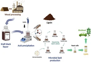 Bioconversion of carboxylic acids derived from Kraft black l