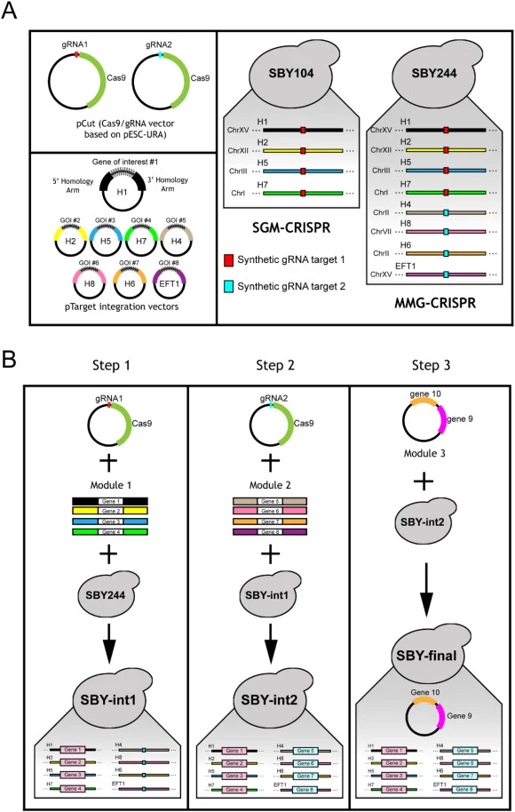 MMG-CRISPR platform components and workflow. The components of the MMG-CRISPR yeast platform (A). Four additional strains with one to four copies of the second synthetic gRNA target (light blue box) were constructed based on the SBY104 strain from the SGM-CRISPR containing four copies of the first s