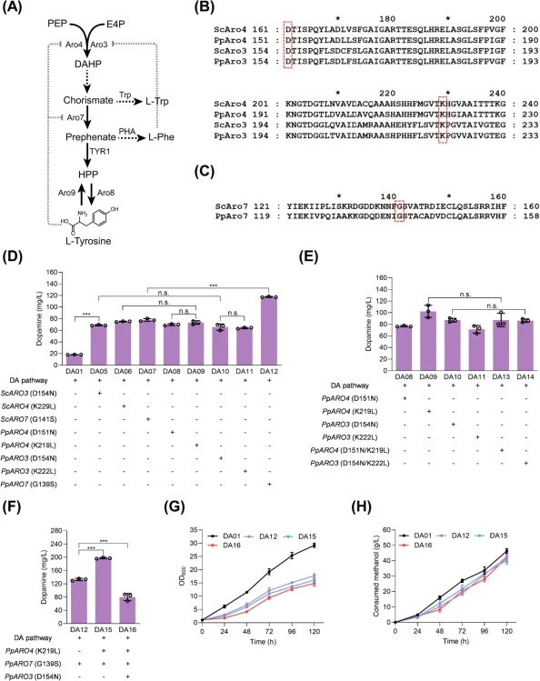 Relieve negative feedback inhibition in the shikimate pathway of P. pastoris. (A) Negative feedback inhibition of certain enzymes in the shikimate pathway by aromatic compounds. (B, C) Amino acid sequence alignment of ARO4, ARO3, and ARO7 between S. cerevisiae and P. pastoris. The key active sites a