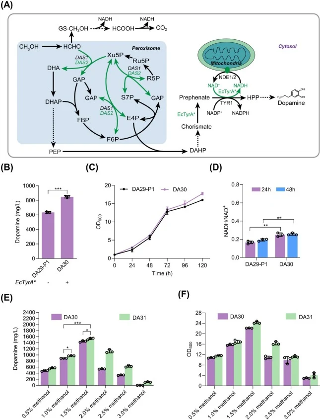 Enhancing cofactor regeneration and methanol assimilation to improve the biosynthesis of dopamine in P. pastoris. (A) Schematic diagram of E. coli-derived TyrA* overexpression for NADH regeneration and DAS2 overexpression for enhancing methanol assimilation in P. pastoris. (B) Effect of EcTyrA* over