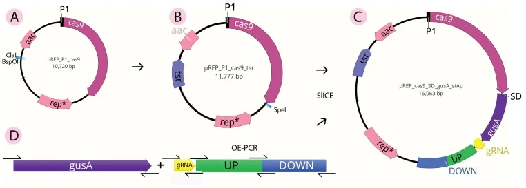 A. pREP_P1_cas9 plasmid (Mrak et al., 2018) with marked ClaI and BspOI restriction sites. B. Plasmid construct pREP_P1_cas9_tsr with an inserted thiostrepton resistance cassette (tsr) and marked SpeI restriction site. C. Final plasmid construct pREP_cas9_SD_gusA_stAp with gusA, gRNA part and homolog