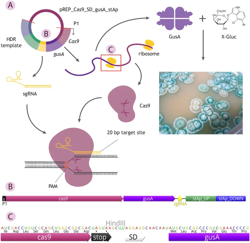 A. Design of the Cas9-SD-GusA system for the co-transcriptional evaluation of Cas9 expression with GusA. Following transcription from the P1 promoter, Cas9 and GusA enzymes are simultaneously translated from a single mRNA. After translation and subsequent protein folding Cas9-sgRNA complex binds to
