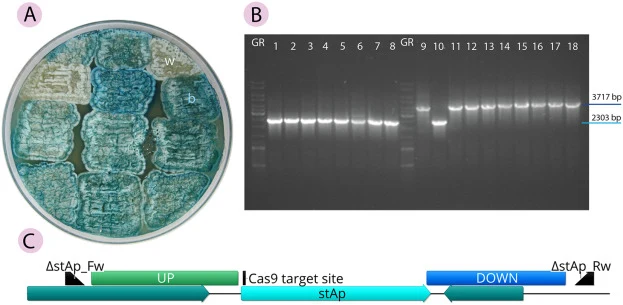 A. S. rimosus ATCC 10970Δotc/pRep_P1_cas9_SD_gusA_stAp exconjugant patches on MS agar plates overlaid with a X-gluc solution. Most of the patches displayed blue colour (b), except two that were not coloured – “white” phenotype (w). B. Gel electrophoresis of PCR-amplified stAp region from genomic DNA