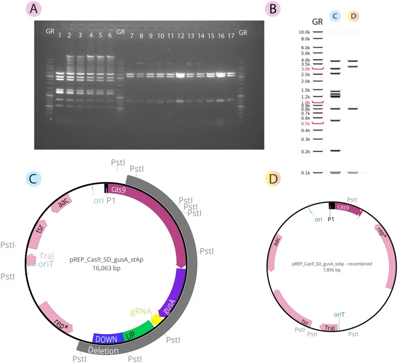 A. Restriction analysis of plasmid DNA isolated via a plasmid rescue approach from S. rimosus exconjugants transformed with pREP_cas9_SD_gusA_stAp. Lanes 1–6: PstI restriction of pDNA isolated from 6 independent “blue” colonies exhibiting GusA activity and with confirmed deletion of the stAp gene. L