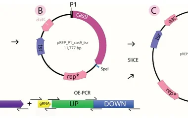 基于Cas9报告系统的链霉菌编辑效率可视化监测工具