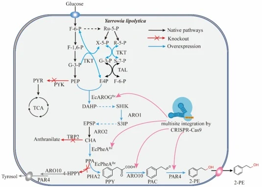 Schematic showing the biosynthetic pathways of 2-PE production in Y. lipolytica. F6P, fructose-6-phosphate; SHIK, 3-dehydroshikimate; S3IP, shikimate 3-phosphate; EPSP, 5-enolpyruvylshikimate 3-phosphate; PPA, prephenate; F-1,6-P, fructose-1,6-bisphosphate; G-3-P, glyceraldehyde-3-phosphate; E4P, er