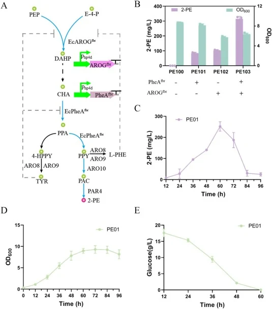 Alleviation of negative feedback inhibition from the shikimate pathway. (A) Metabolic pathway of 2-PE synthesis from the shikimate pathway. (B) Yield of 2-PE and OD600 by overexpressing EcAROGfb r and EcPheAfbr. (C) Production performance of 2-PE for strain PE01. (D, E) OD600 and consumption of gluc