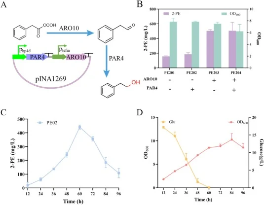 Effect of ylARO10 and ylPAR4 overexpression on 2-PE yield. (A) Metabolic pathway of 2-PE synthesis from PPY in the Ehrlich pathway in Y. lipolytica. (B) Production of 2-PE and OD600 resulting from ylARO10 and ylPAR4 overexpression. (C) Production performance of 2-PE in strain PE02. (D) OD600 and con