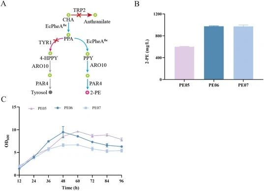 Knockout of TYR1 and TRP2 from competitive pathways. (A) Competitive pathways for 2-PE in Y. lipolytica. (B) Production of strains PE05, (Production of strains PE05, PE06 and PE07 at 60 h). (C) OD600 of strains PE05, PE06 and PE07.