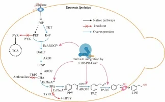 Metabolic engineering of the oleaginous yeast Yarrowia lipol