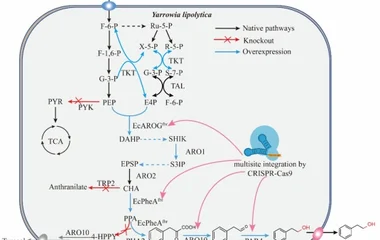 产油酵母解脂耶氏酵母代谢工程实现2-苯乙醇高效生物合成