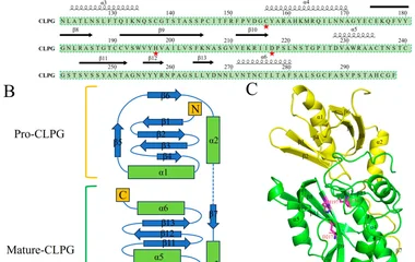Purification of Protein Glutaminase by Cell Surface Display and Krill Protein Mo