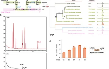 Unlocking the rate‐limiting desaturase bottleneck in SCA biosynthesis. (a) Schematic illustration of the elongation and 