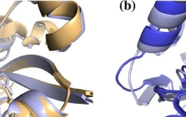 Structural comparison of the AsPLa model and metallo‐β‐lactamase‐like (MLL) bacterial lactonases active sites. (a) AsPLa