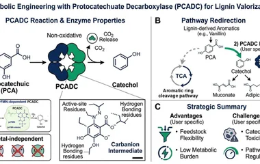 PCADC-mediated redirection of lignin-derived aromatics to catechol. ( A ) PCADC catalyzes the non-oxidative decarboxylat