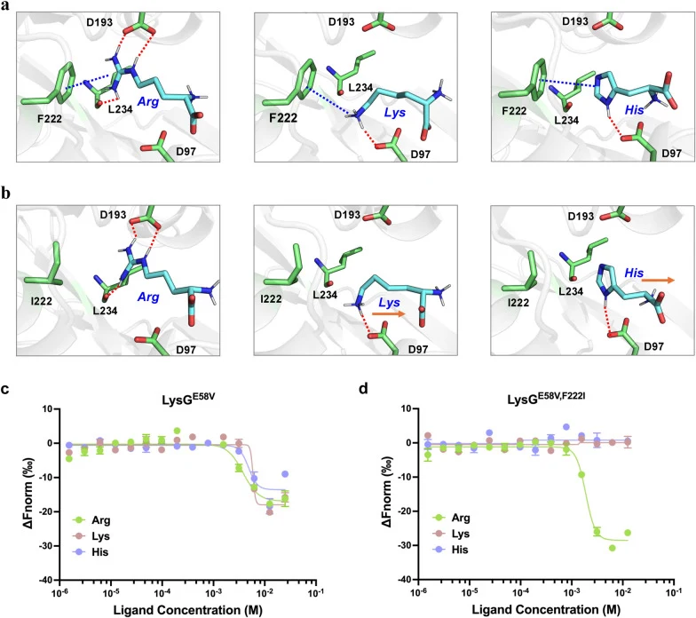 Molecular docking and MST analyses of interactions between LysG variants and effectors. a LysG WT docked with arginine,
