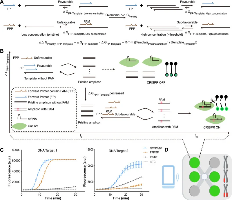 Thermodynamic design of two competing primer-binding pathways. A fully complementary forward primer (FP) readily hybridizes to the target and drives rapid recombinase polymerase amplification (RPA), producing pristine amplicons. In contrast, the PAM-containing primer carries mismatches (FPP), creati