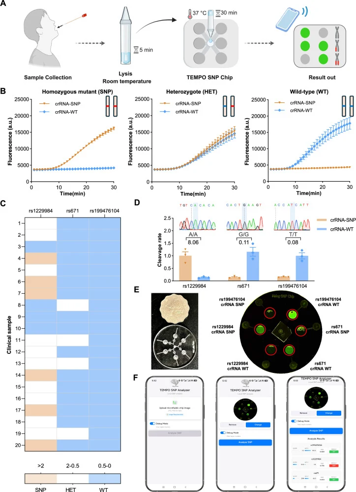 A Workflow of the SNP genotyping using TEMPO. Swab samples are collected and lysed at room temperature for approximately 5 min. The crude lysate is applied directly to the SNP Chip, where a one-pot RPA–Cas12a reaction is performed at 37 °C for 30 min. Fluorescence signals are then recorded and inter