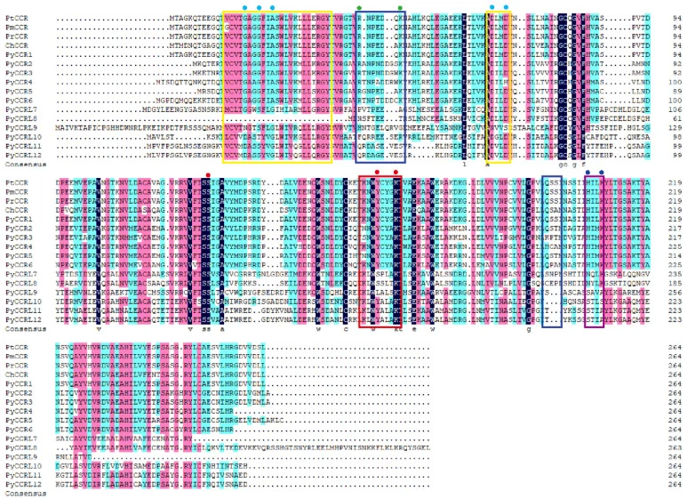 P. yunnanensis CCR蛋白的比对。蓝点表示属于NAD(P)结合基序的G(X)2G(X)2 A/G和D(X)2D基序。绿点表示参与NADPH结合的R(X)5 K基序。红点表示催化三联体SYK。蓝点表示H(X)2K基序。红色框突出核心保守基序,其他颜色框表示相应特征基序的位置。