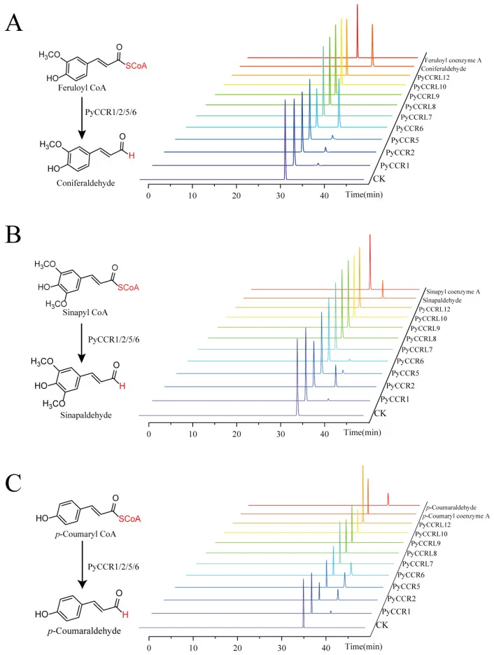 In vitro enzymatic activity analysis of recombinant PyCCR proteins from P. yunnanensis . ( A ) HPLC chromatograms of reaction products demonstrating the catalytic activity of PyCCR1, PyCCR2, PyCCR5, PyCCR6, PyCCRL7, PyCCRL9, PyCCRL10, PyCCRL11, and PyCCRL12 toward feruloyl-CoA. ( B ) Enzymatic assay