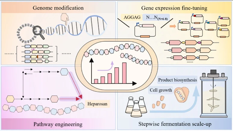Enhanced heparosan biosynthesis in Corynebacterium glutamicu