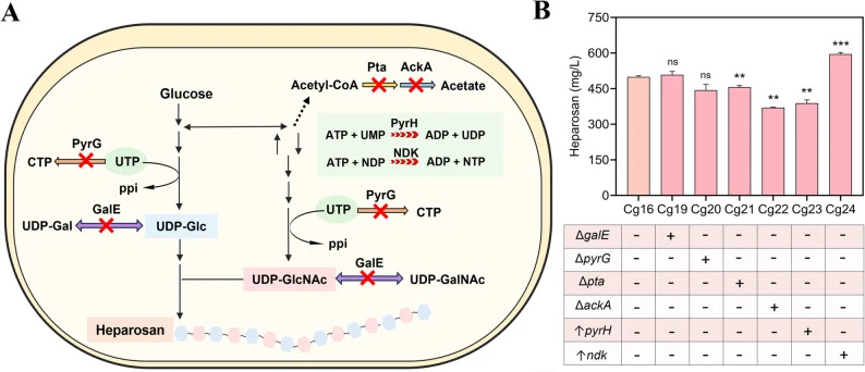 Strategic regulation of metabolic pathway in recombinant C. glutamicum for improved heparosan biosynthesis. A Schematic diagram of strategic regulation. The region highlighted by the green square represents pathways involved in UTP biosynthesis (N = A/U/C/G). The red cross indicates knockout, and th