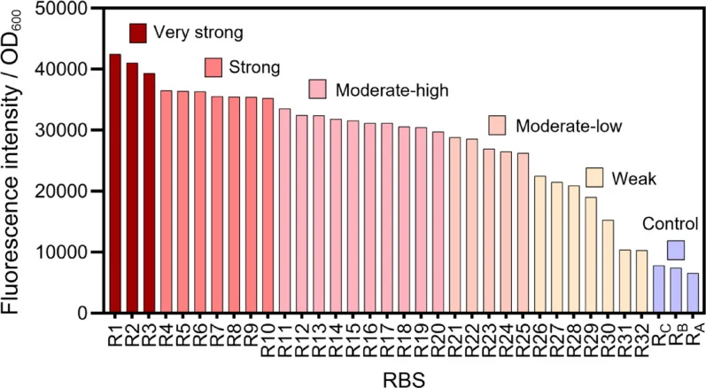 Relative fluorescence intensity of different RBS sequences on mCherry expression. R1–R32 represent different RBSs derived from the RBS library we constructed, and these RBS variants were divided into five groups with different translational strengths according to the relative fluorescence intensitie