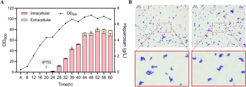 Fed-batch fermentation of recombinant strain Cg24-11 in a 5 L bioreactor. A Fed-batch fermentation of recombinant strain Cg24-11 for heparosan production. IPTG was added at 20 h of fermentation to trigger recombinant protein expression and product biosynthesis. The pink bar indicates intracellular h