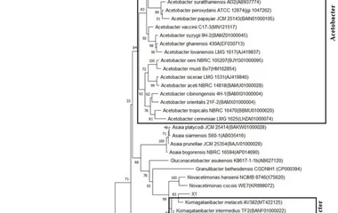 The neighbor‒joining approach was used to create a phylogenetic tree of isolates and closely related species. The percen