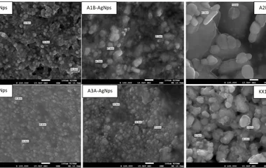 SEM images of the surfaces of the AgNPs.