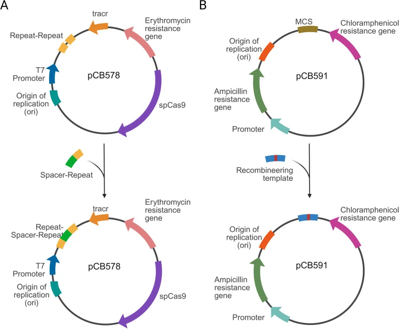 Construction of the CRISPR targeting plasmid (pCB578) and recombineering template plasmid (pCB591). ( A ) 20-nt targetin