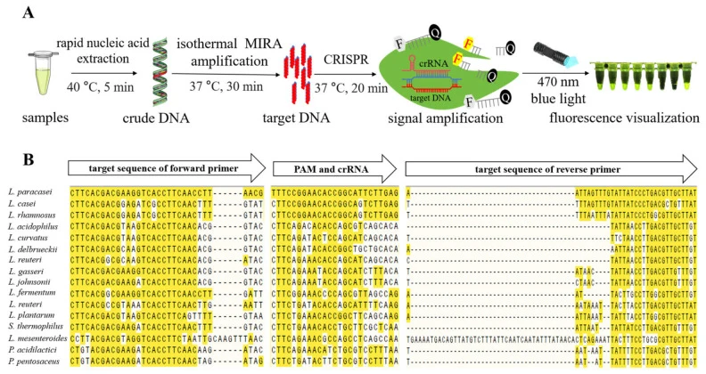 副干酪乳杆菌MIRA-CRISPR/Cas12a检测系统的原理与设计。(A)MIRA-CRISPR/Cas12a检测方法的流程示意图,包括四个连续步骤:DNA提取、等温MIRA、CRISPR/Cas12a反应和荧光可视化。(B)不同乳酸菌中靶区域的比较基因组比对,显示副干酪乳杆菌引物结合区和crRNA靶区域的物种特异性序列变异。