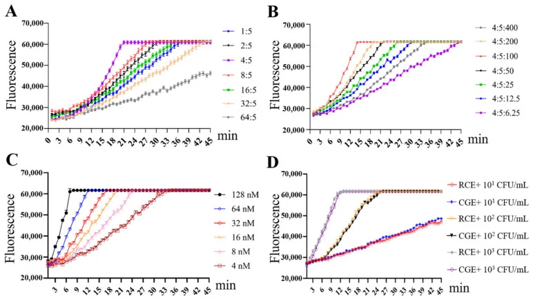Optimization of CRISPR/Cas12a reaction conditions. ( A ) Optimization of the Cas12a:crRNA molar ratio. ( B ) Optimization of ssDNA reporter concentration. Different Cas12a:crRNA:ssDNA molar ratios (4:5:6.25, 4:5:12.5, 4:5:25, 4:5:50, 4:5:100, 4:5:200, and 4:5:400) were investigated. ( C ) Optimizati