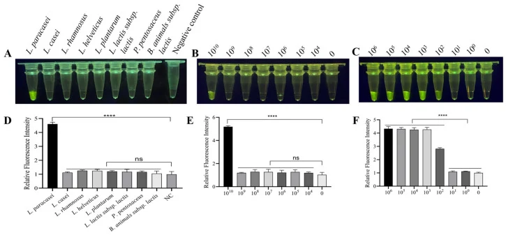 Analytical sensitivity and specificity. ( A ) Specificity evaluation of the MIRA-CRISPR/Cas12a method in different lactic acid bacteria strains. ( B ) Sensitivity analysis of the standalone CRISPR/Cas12a visual detection assay without MIRA pre-amplification. Ten-fold serially diluted L. paracasei sp