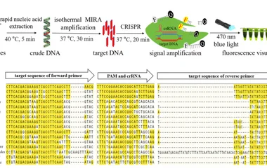 便携式MIRA-CRISPR/Cas12a裸眼荧光法