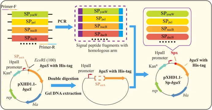 10个信号肽编码序列的插入及分泌质粒pXHD1.1-Sp-bgaS构建的示意图。