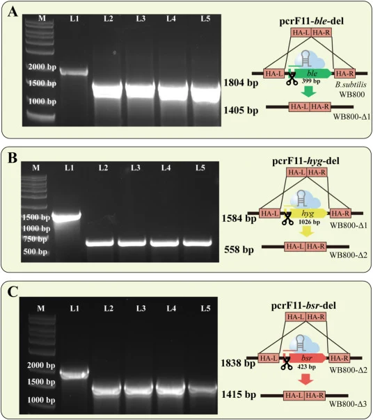 (A) WB800-Δ1、(B) WB800-Δ2和(C) WB800-Δ3的菌落PCR结果。M:Marker;L1:枯草芽孢杆菌WB800(对照)的菌落PCR验证;L2-L5:转化子的菌落PCR验证。