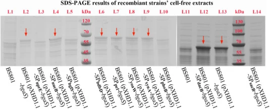 重组菌株无细胞提取物的SDS-PAGE分析。L1:BS801(阴性对照);L2:BS801(pXHD1.1-bgaS)(阳性对照);L3:BS801(pXHD1.1-SPnprE-bgaS);L4:BS801(pXHD1.1-SPnucB-bgaS);L5:BS