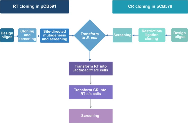 Workflow for CRISPR/Cas9–mediated genome editing in L. plantarum 8P-A3. Schematic overview of the complete genome-editing pipeline adapted for L. plantarum 8P-A3. The workflow is organized into three major stages: (i) construction of the recombineering template (RT) by cloning the plnD gene into pCB