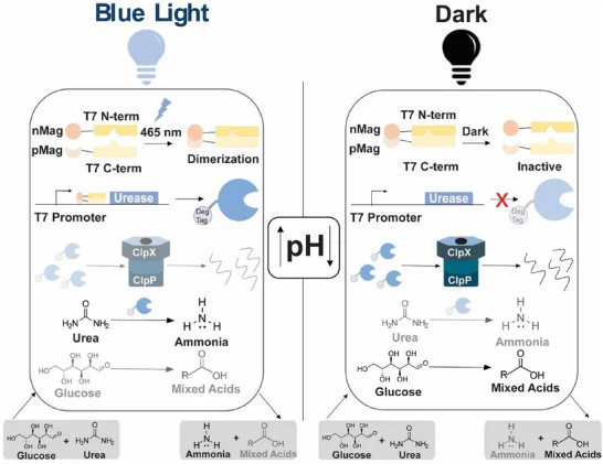 Mechanism of blue light‐induced pH modulation in E. coli . Upon blue light exposure, T7 RNA polymerase dimerizes, initiating the transcription of urease. Urease catalyzes the hydrolysis of urea into ammonia, resulting in an increase in the pH of the surrounding medium prior to protein degradation. U