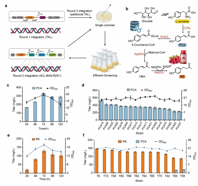 De novo biosynthesis of RK from glucose in Y. lipolytica. (a) Iterative 26S rDNA integration (3 rounds) and screening strategy. (b) De novo biosynthetic pathway of RK. The biosynthetic pathway from glucose to tyrosine is an intrinsic metabolic pathway in Y. lipolytica. HBA represent 4-hydroxybenzala