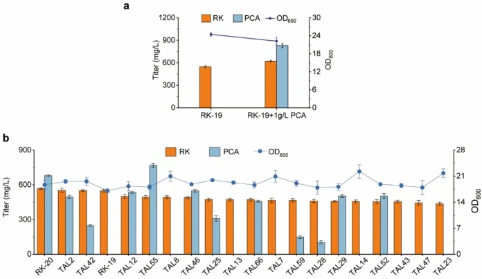 Enhancement of l-tyrosine conversion to PCA to strengthen precursor supply for de novo RK production. (a) Assessment of L‑tyrosine‑to‑PCA conversion as a potential rate‑limiting step in RK‑19. (b) Shake‑flask re‑screening of 20 high‑RK transformants from initial microtiter‑plate screening. OD600 and