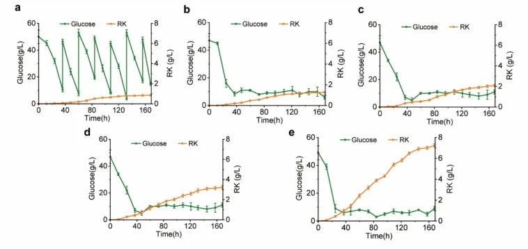 Fed-batch bioreactor evaluation of strain RK-39 under different carbon and nitrogen feeding strategies. (a) First fermentation strategy: single-pulse glucose replenishment to 50 g/L after depletion. (b) Second fermentation strategy: continuous feeding of an 800 g/L glucose solution to maintain resid